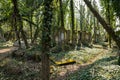 cemetery covered with ivy Royalty Free Stock Photo