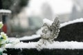 Cemetery covered by snow in winter. Slovakia Royalty Free Stock Photo