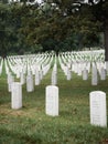 Cemetery, featuring a large tree and numerous gravesites surrounded by lush grass Royalty Free Stock Photo