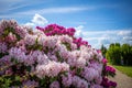 On  cemetery stands a huge rhododendron with pink flowers and the sky is blue Royalty Free Stock Photo