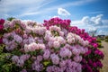 On  cemetery stands a huge rhododendron with pink flowers and the sky is blue Royalty Free Stock Photo