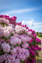 On  cemetery stands a huge rhododendron with pink flowers and the sky is blue Royalty Free Stock Photo