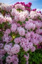 On  cemetery stands a huge rhododendron with pink flowers and the sky is blue Royalty Free Stock Photo