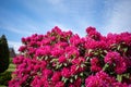 On cemetery stands a huge rhododendron with red flowers and the sky is blue Royalty Free Stock Photo