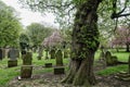 Cemetery Tree