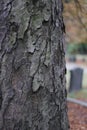 Cemetery tree texture wooden nature bark