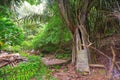 The cemetery of Trunyan village of Bali, Indonesia Royalty Free Stock Photo