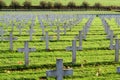 Cemetery world war one in France Vimy La Targette. Royalty Free Stock Photo