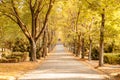 A cemetry avenue in autumn with trees withs yellow leafs Royalty Free Stock Photo