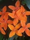 Cempaka Orange flower in the morning Royalty Free Stock Photo