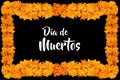 Cempasuchil flower frame, Mexican flower of the day of the dead in Mexico Royalty Free Stock Photo