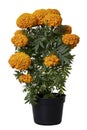 Cempasuchil flower in pot with white background Royalty Free Stock Photo