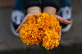 Cempasuchil flowers on the hands of a Mexican girl, used for Day of the Dead offerings in Mexico