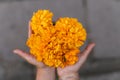 Cempasuchil flowers on the hands of a Mexican girl, used for Day of the Dead offerings in Mexico
