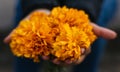 Cempasuchil flowers on the hands of a Mexican girl, used for Day of the Dead offerings in Mexico