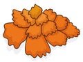 Cempasuchil or marigold flower in cartoon style, Vector illustration Royalty Free Stock Photo