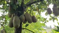 Cempedak, Artocarpus integer, exotic fruit similar to jackfruit