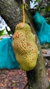 Single cempedak fruit hanging on a tree trunk, representing tropical fruit growth and rural farming lifestyle. Royalty Free Stock Photo