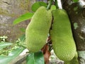 Cempedak fruit is easy to grow and produces lots of fruit