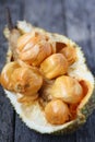 Cempedak - Tropical fruit Royalty Free Stock Photo