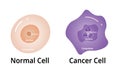 Cencer cell, with Normal Cell Compare, illustration Vector Royalty Free Stock Photo