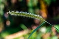 Elephant grass flowers that grow in the fields, have yellow and white colors, like animal feathers Royalty Free Stock Photo