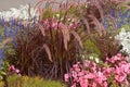 Cenchrus setaceus bunch grass in an flowering ornamental garden