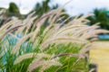 Cenchrus setaceus crimson fountain grass African tropical ornamental decorative plant