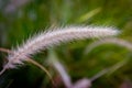 Cenchrus setaceus crimson fountain grass African tropical ornamental decorative plant