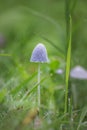 Cendawa mushroom, white, cone-shaped Royalty Free Stock Photo