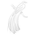 Cendrawasih Papua Bird Line Art Illustration Royalty Free Stock Photo