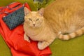 Cenital View Shot Yellow Cat Standing at Yard Table