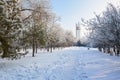 The cenotaph and trees with rime in blue sky scenery Royalty Free Stock Photo