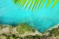 Cenote mangrove turquoise water Mayan Riviera