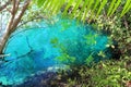 Cenote mangrove turquoise water Mayan Riviera