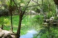 Cenote Riviera Maya jungle mayan Quintana Roo Royalty Free Stock Photo