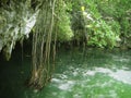 Cenote Riviera Maya jungle mayan Quintana Roo Royalty Free Stock Photo