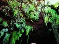 Cenote Tankach Ha sinkhole limestone rocks turquoise water Coba Mexico Royalty Free Stock Photo