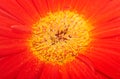 Cenral part of gerbera flower close-up