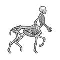 Centaur skeleton sketch vector illustration