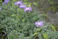 Centaurea bella with light violet flowers Royalty Free Stock Photo