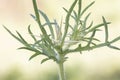 Centaurea calcitrapa red or purple star thistle medium-sized flowering plant featuring huge light brown spikes and green leaves on