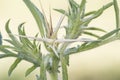 Centaurea calcitrapa red or purple star thistle medium-sized flowering plant featuring huge light brown spikes and green leaves on