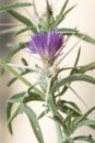 Centaurea calcitrapa red star-thistle spiky plant with beautiful purple-pink flowers surrounded by huge light yellow spines on a