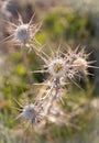 Centaurea calcitrapa, wild plant, commonly known as the star thistle in the summer in prairie in Cappadocia in Turkey