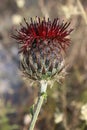 Centaurea calocephala, Compositae Royalty Free Stock Photo