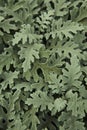 Centaurea cineraria green leaves plant textured background. Decorative garden Royalty Free Stock Photo