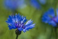 Centaurea cyanus