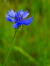 Centaurea cyanus, asteraceae Royalty Free Stock Photo