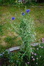 Centaurea cyanus \'Blauer Junge\' flowers bloom in the garden. Berlin, Germany